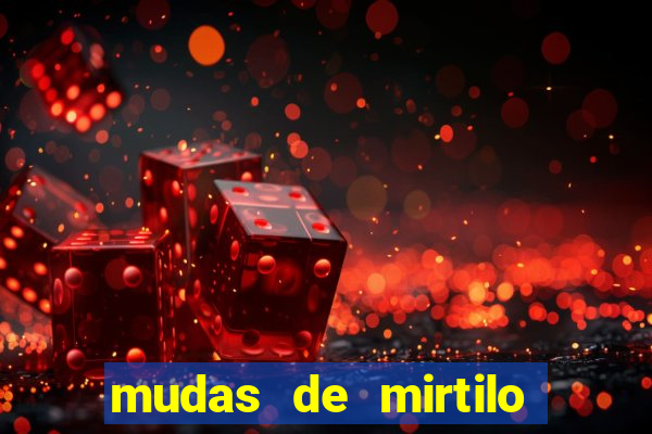 mudas de mirtilo em porto alegre